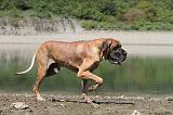 DOGUE ALLEMAND 145
